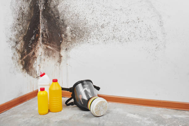 Best Local Mold Removal Service  in Kensett, AR