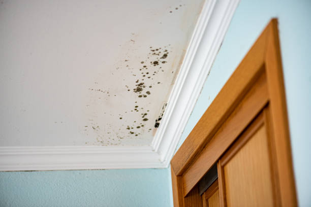 Best Crawl Space Mold Removal  in Kensett, AR