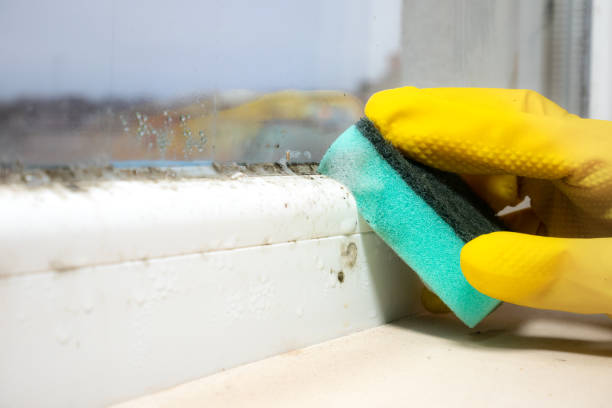 Best Certified Mold Removal  in Kensett, AR
