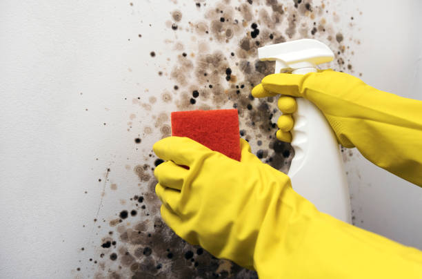 Mold Testing and Removal in Kensett, AR