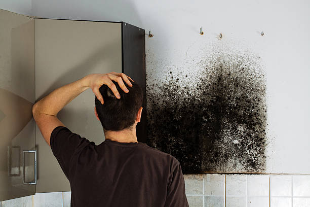 Best Mold Cleaning Services  in Kensett, AR
